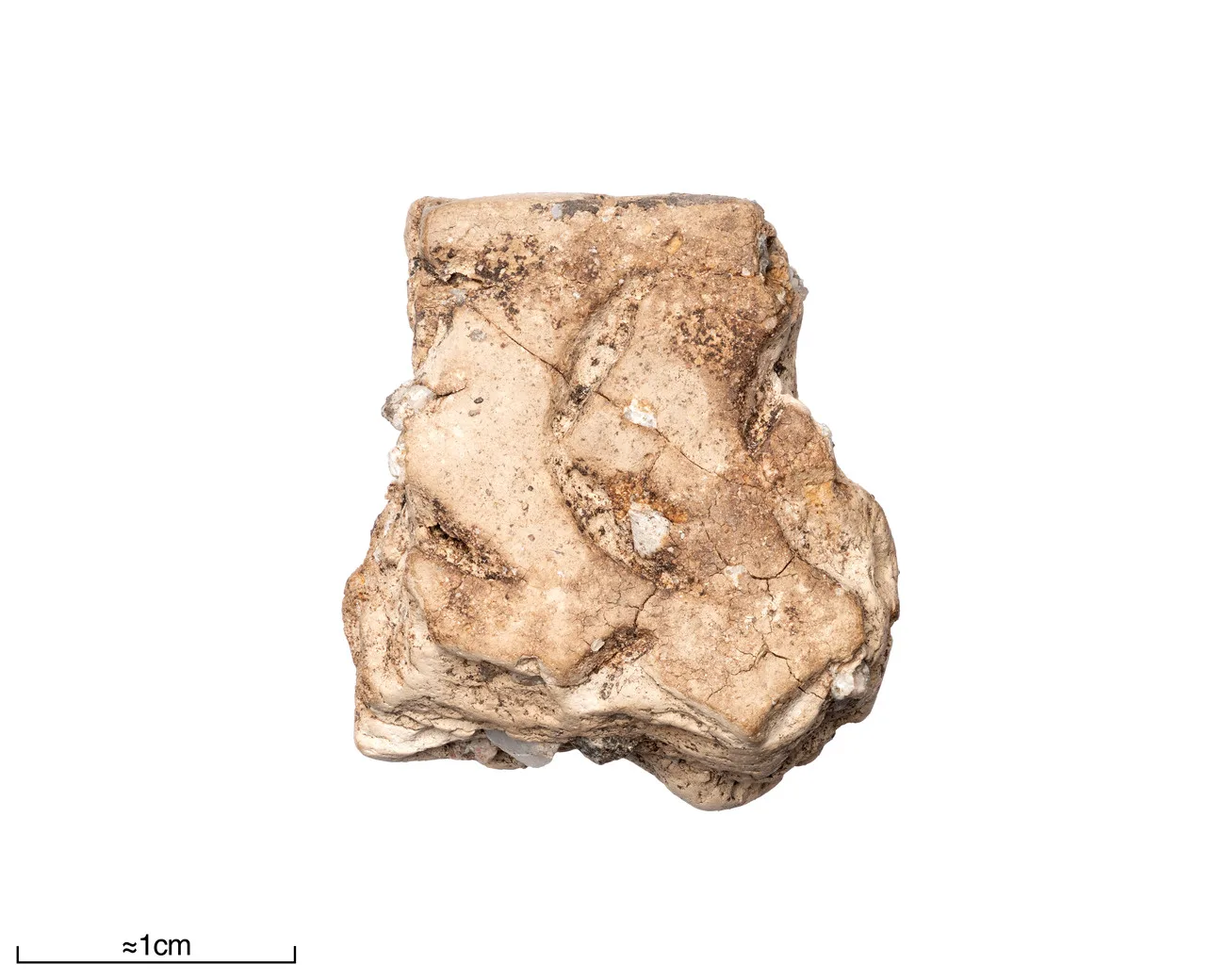 Piece of rim of funnel beaker pottery