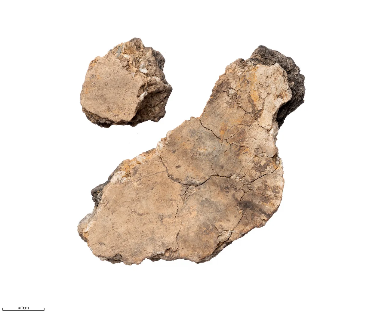 Two pieces of the belly of pile dwelling pottery