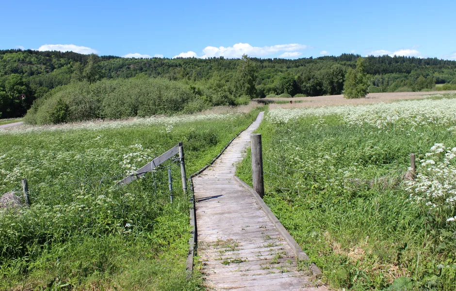 wooden bridge path in a field 