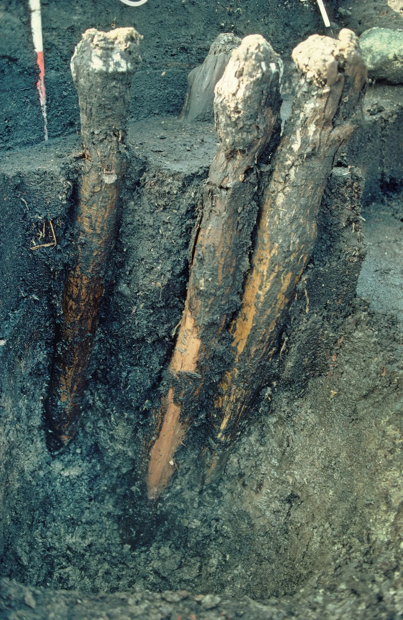 Wooden piles protruding from muddy excavation hole