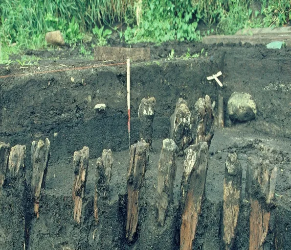 Wooden piles rising from excavation site