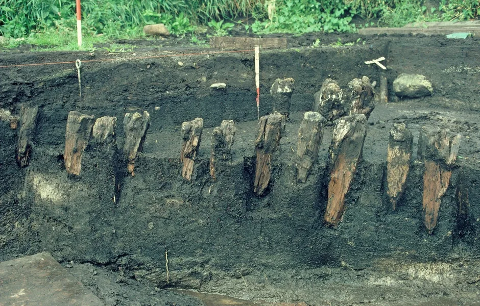 A row of wooden piles protruding from muddy excavation hole