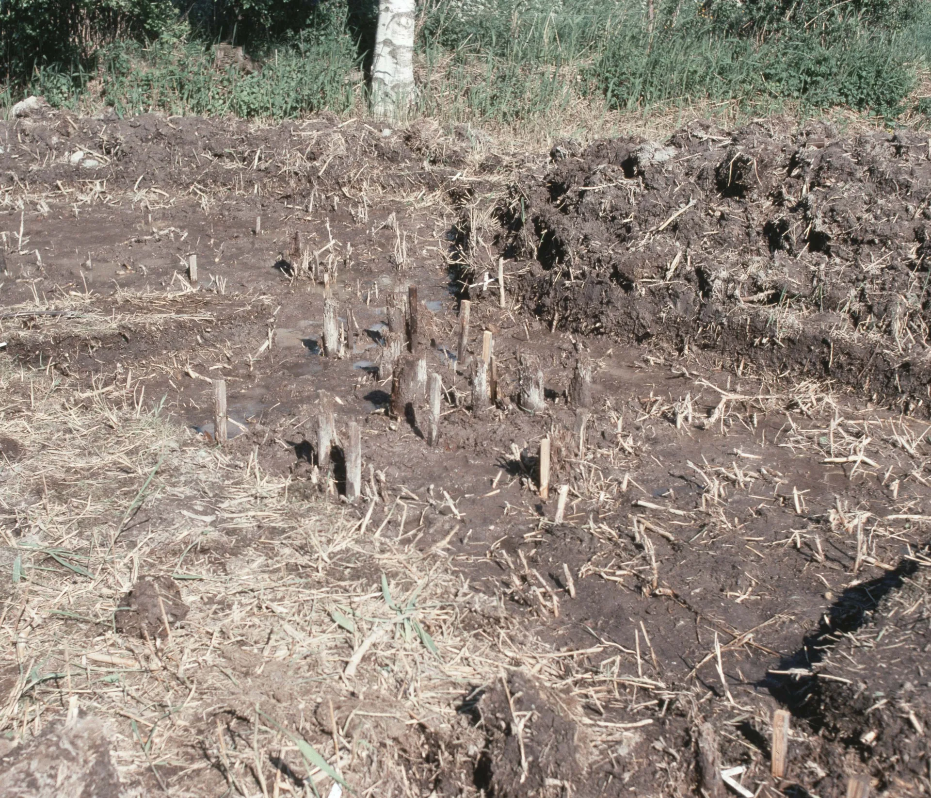 piles sticking out from an archaeological trench