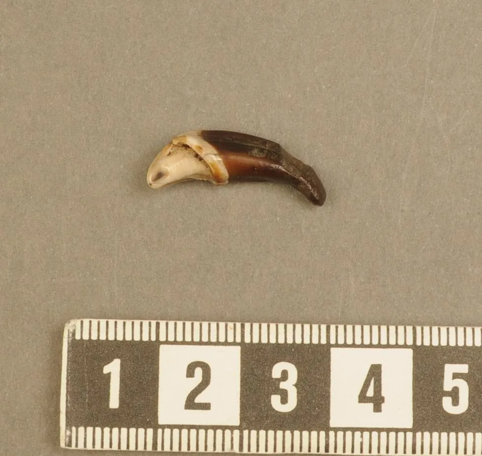 Tooth pendant