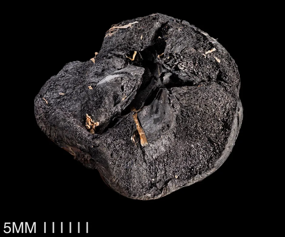 Piece of apple found in excavation