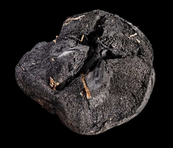 Piece of apple found in excavation