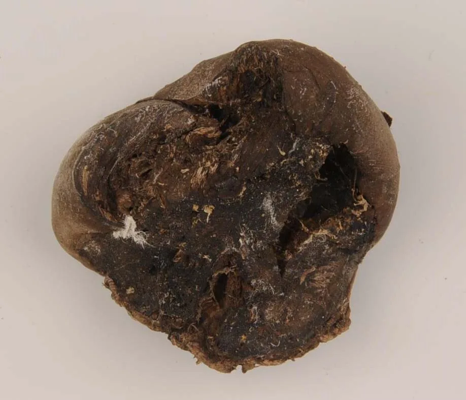 Piece of fungi found in excavation