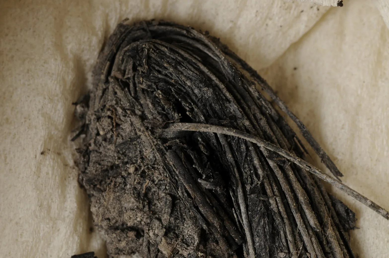 Excavated bundle of grass or sedge